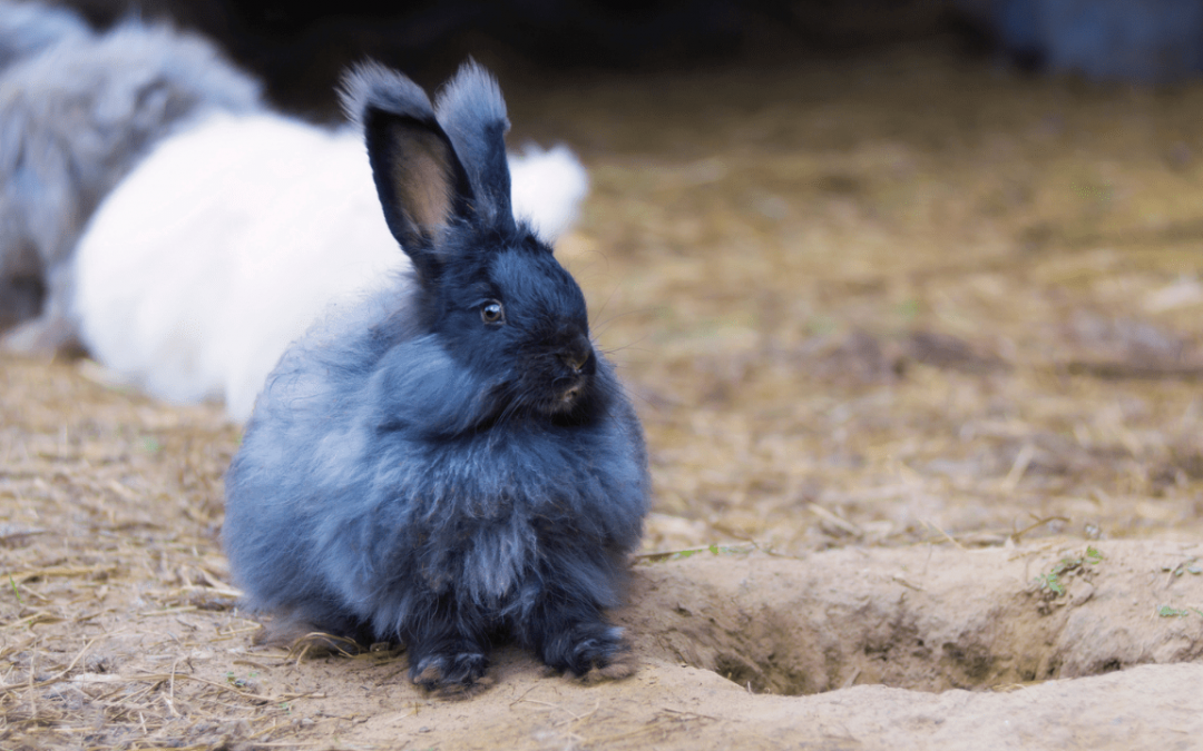 Medical Facts about Angora Rabbits That Will Surprise You