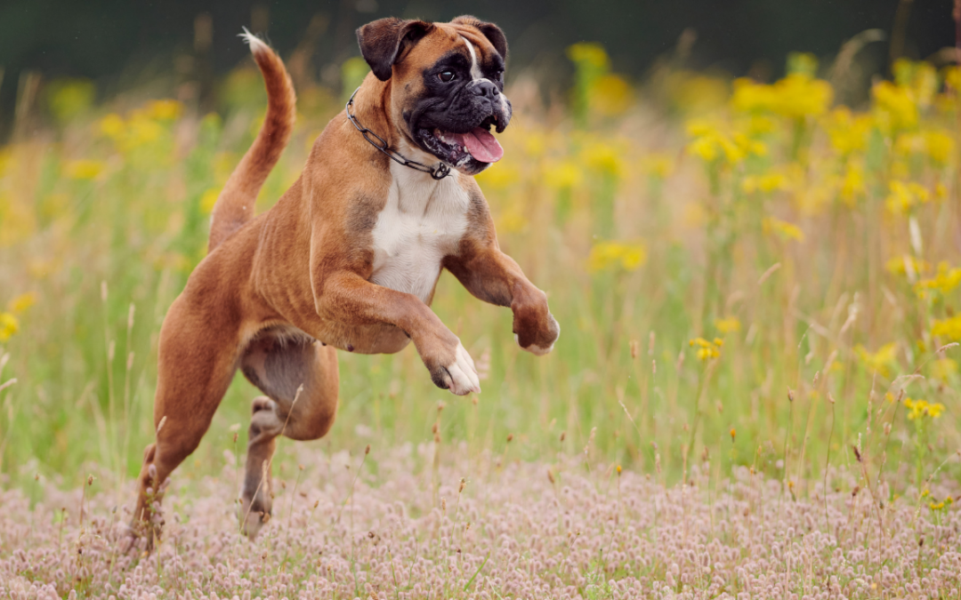 Boxer Dog: Learn All About their Breed and Characteristics