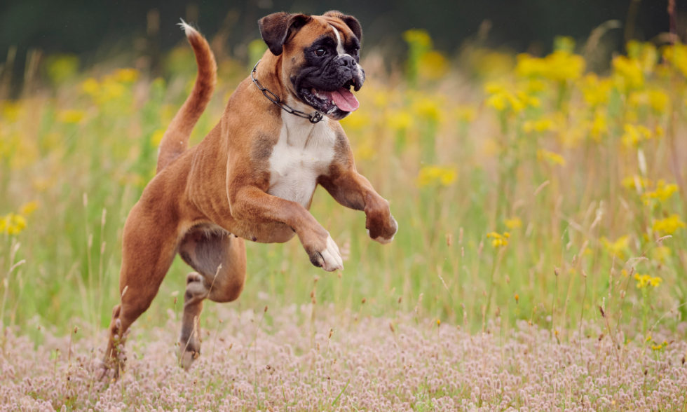 Boxer Dog Learn All About their Breed and Characteristics