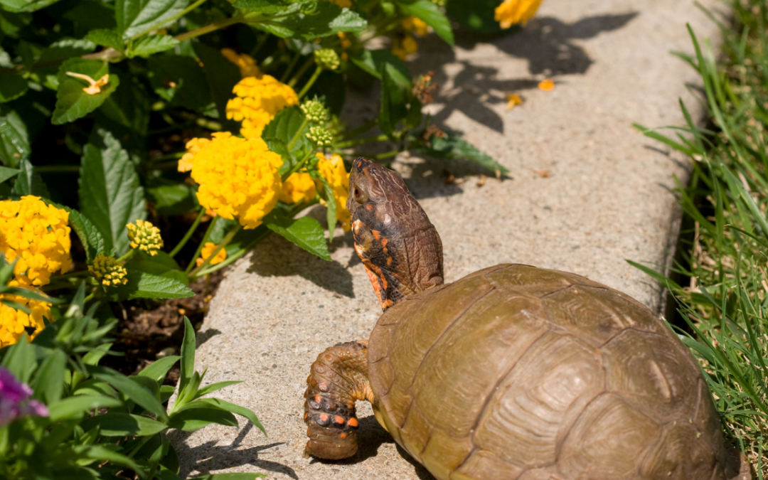 Fave Feeders for Box Turtle