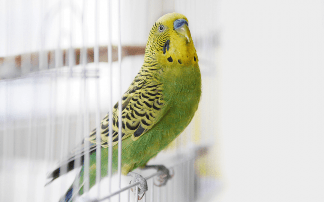 The Budgie Journey for Beginners!