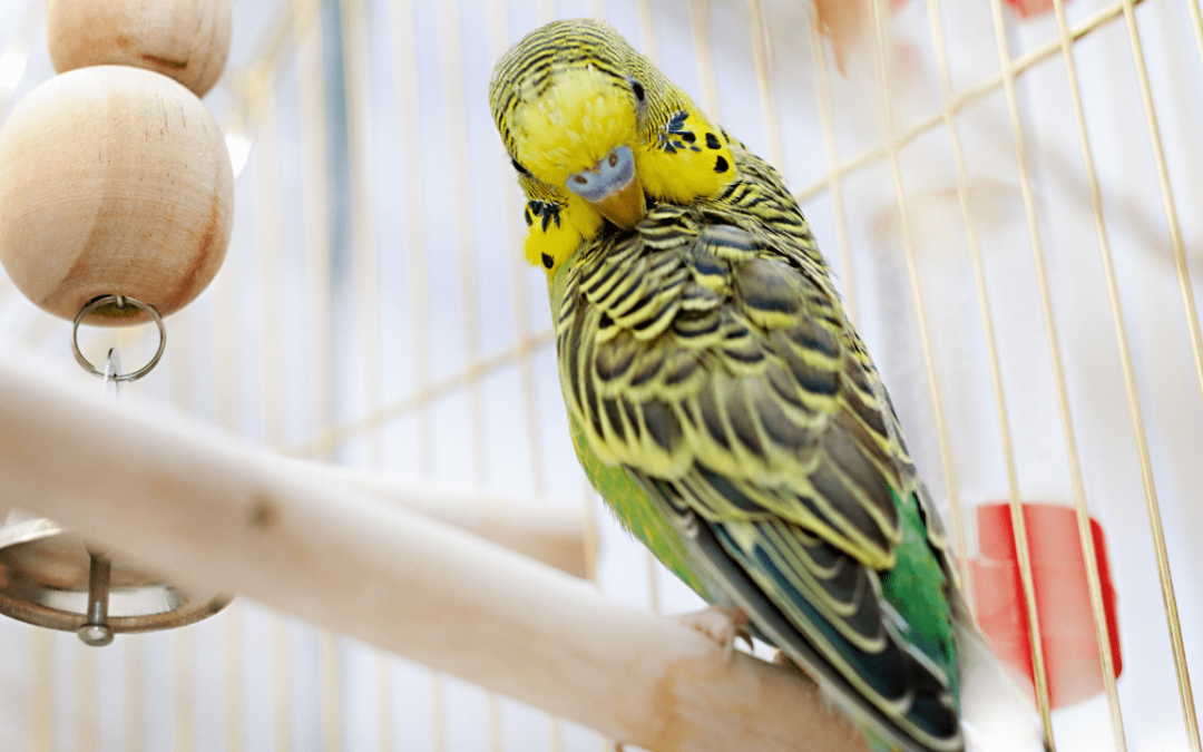 The Budgie Brand: What You Need to Know