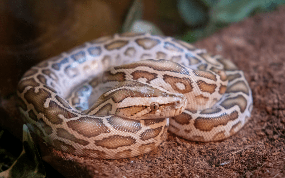 Python Profile: The Burmese Snake