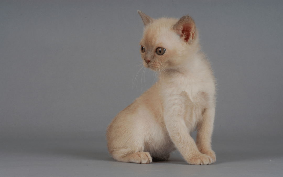 What Burmese Cat Prefer to Eat