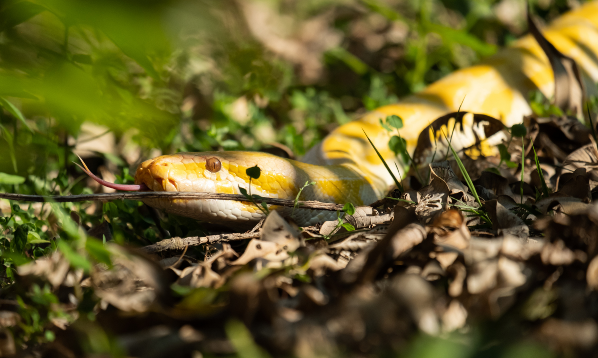 What to Expect in Burmese Pythons?