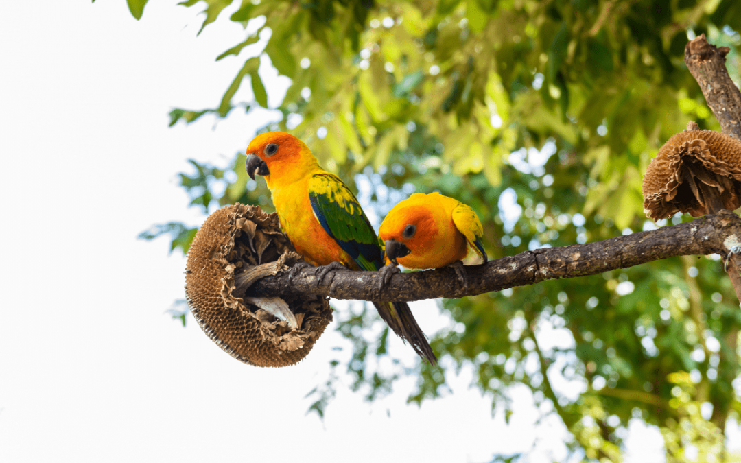 What to Expect from Caique Parrots?