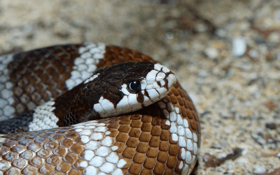 Cali Kingsnake Fun Facts