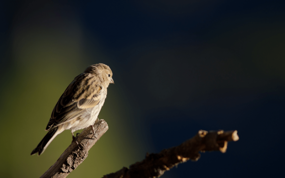 How to Find the Right Diet for Canary Birds