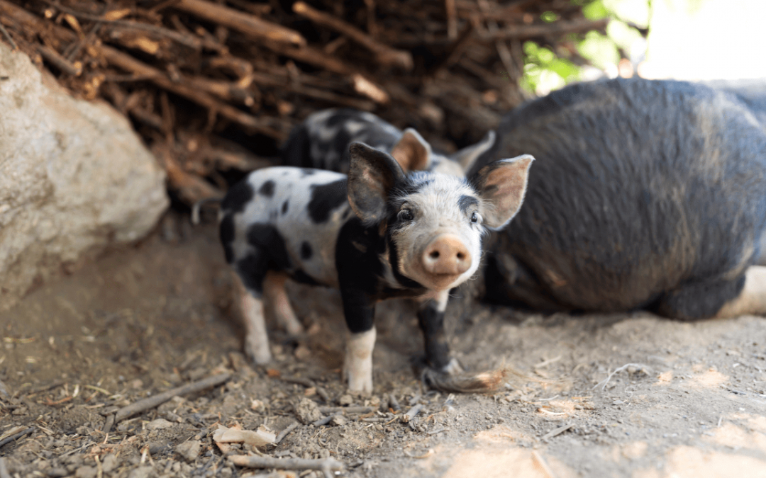 The Thing About Mini Pigs and Piglets