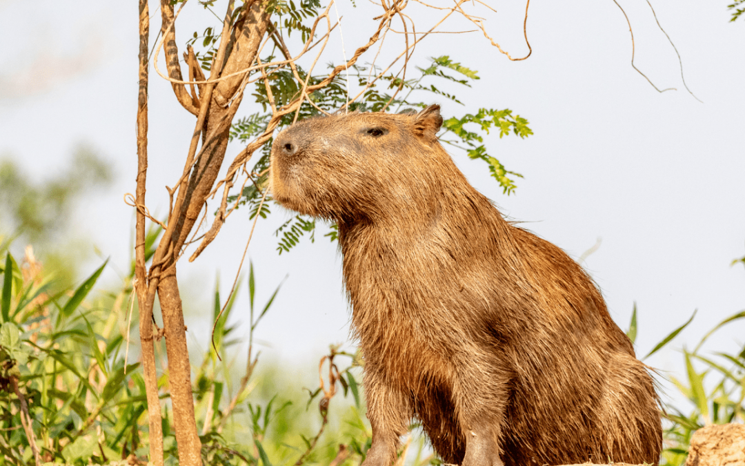 Exotic Pet Raising Guide for Capybara