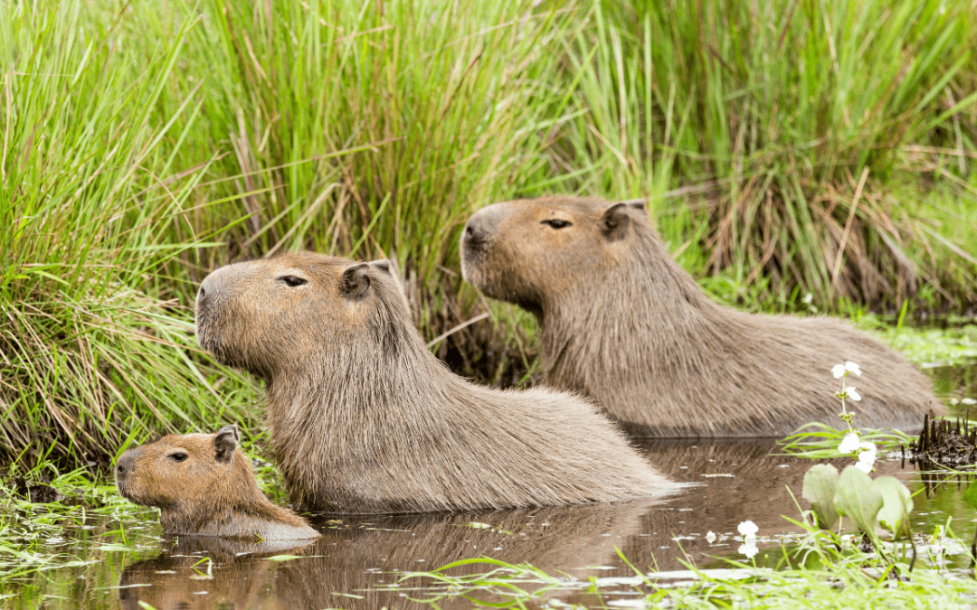 Exotic Lifestyle of Capybara Pets