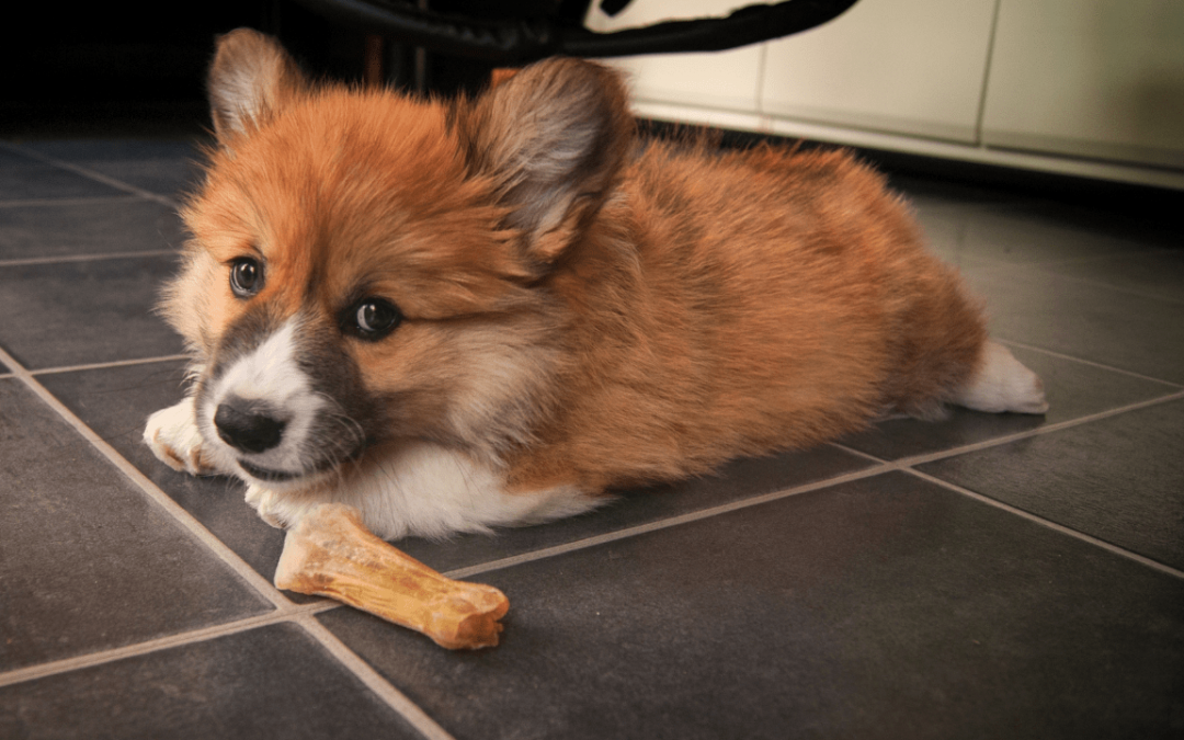 Food Recommendations and Diet for the Corgi Breed