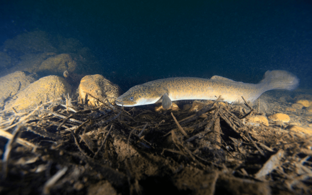 Maintenance Schedule for Pet Eels