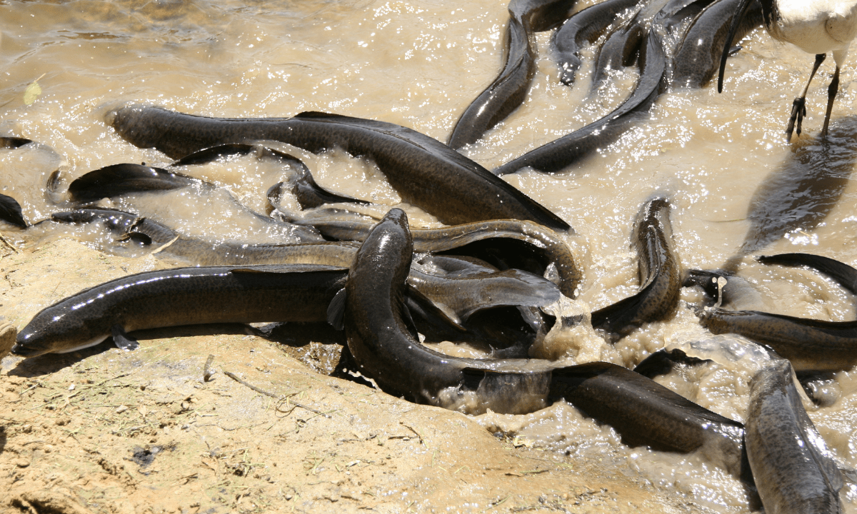 Eels: Sea Creatures of the Underworld