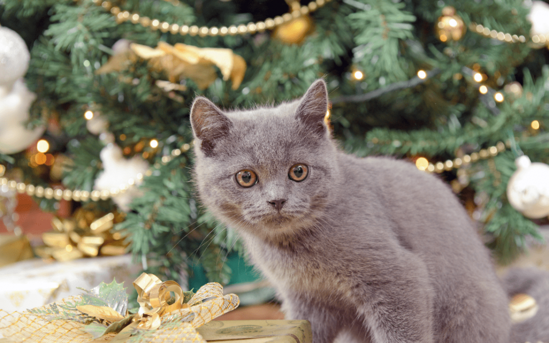 Comprehensive Caring Guide for Russian Blue Cats