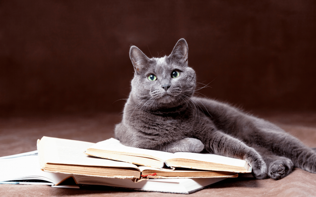 Is the Russian Blue Cat the Best Cat Breed for You?