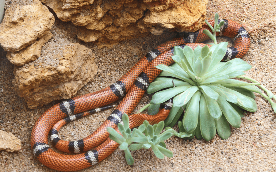 Pros and Cons of Owning a Pueblan Milk Snake