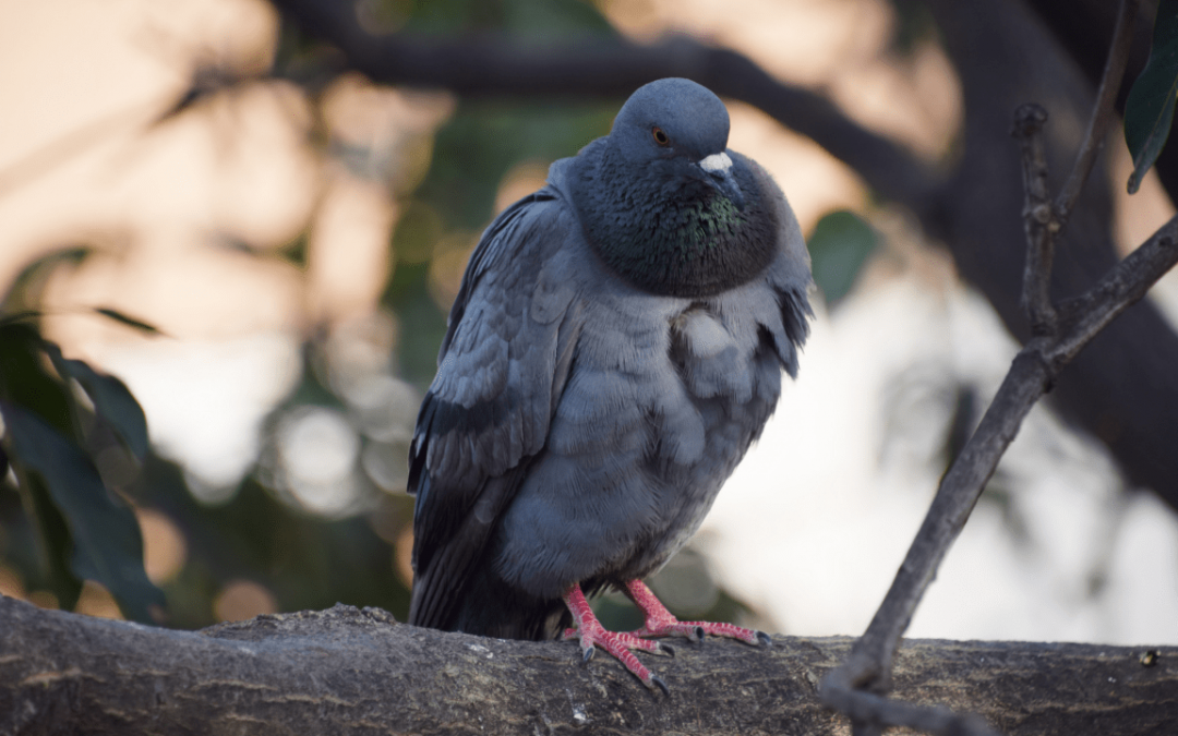 Beginner Friendly Pigeons as Pets