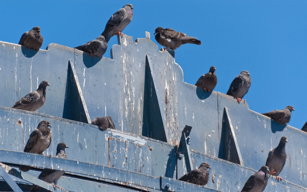 Pigeons: Not Your Typical Birds