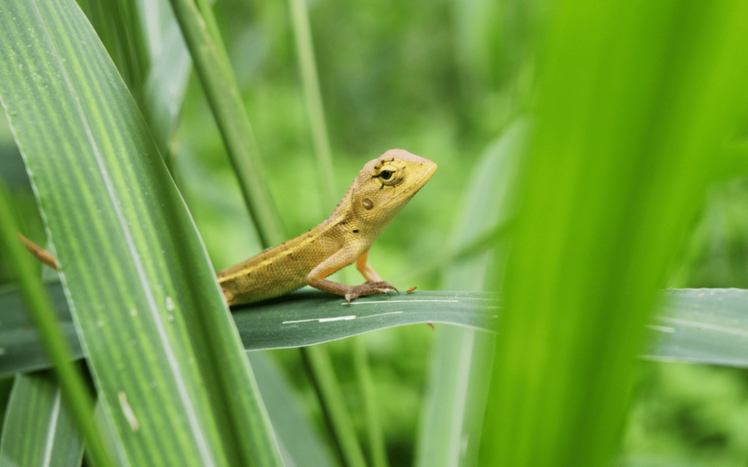 How to Be a Responsible Pygmy Leaf Pet Owner