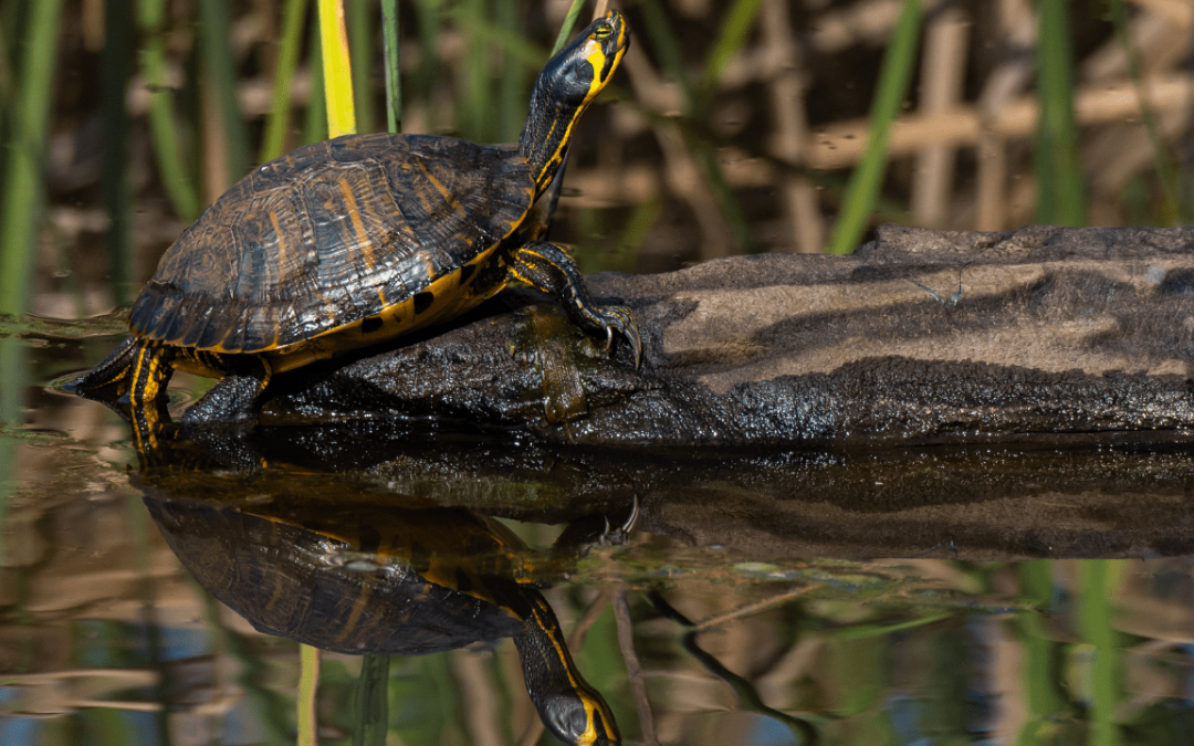 Pre – requisites in Keeping Red-Eared Slider Turtles