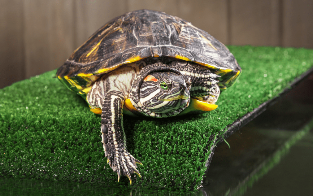 What You Don’t Know About Red – Eared Sliders