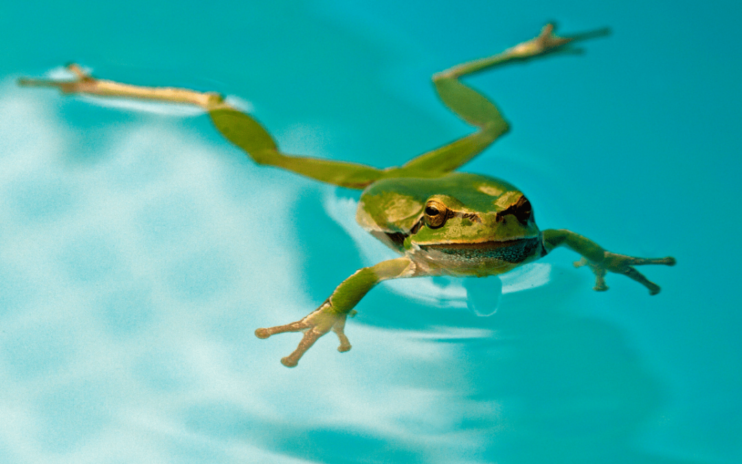General Facts About Frogs That Will Make You Love Them