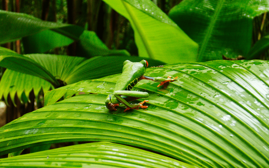 Pros and Cons for Red Eyed Tree Frogs