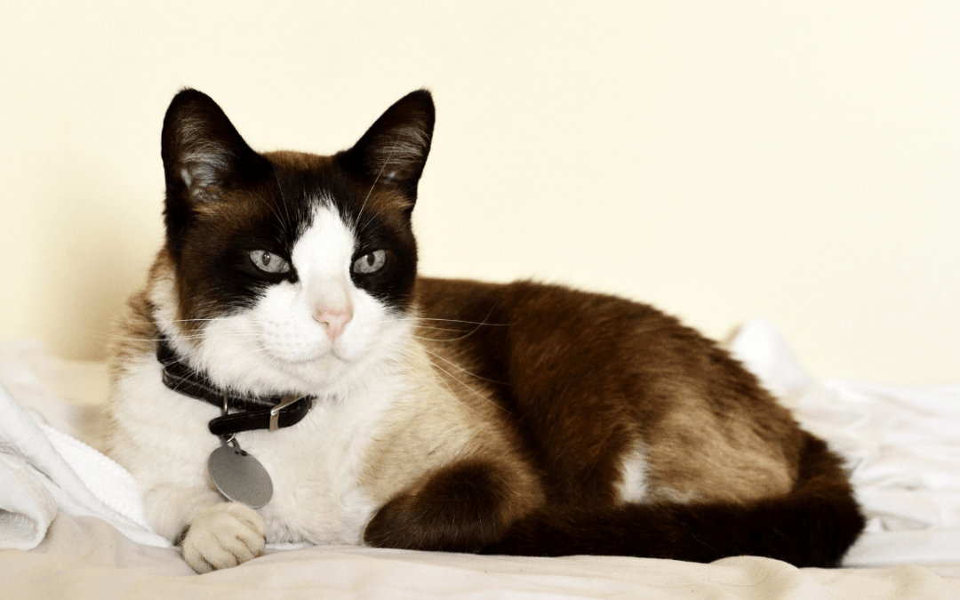 What Cat Lovers Love About Snowshoe Cats