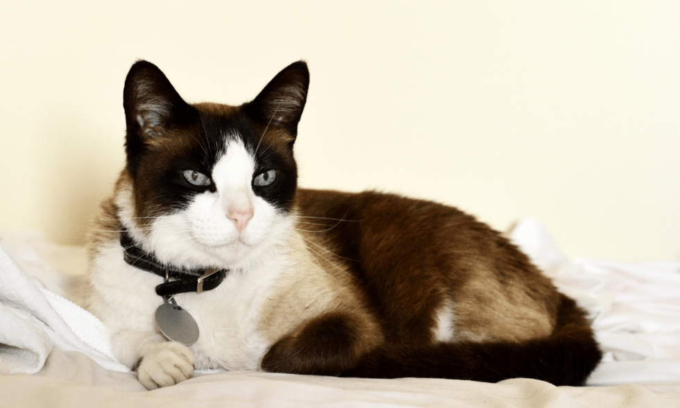 What Cat Lovers Love About Snowshoe Cats