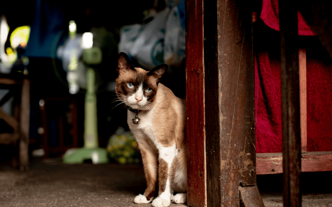 No Dull Moments with Snowshoe Cats