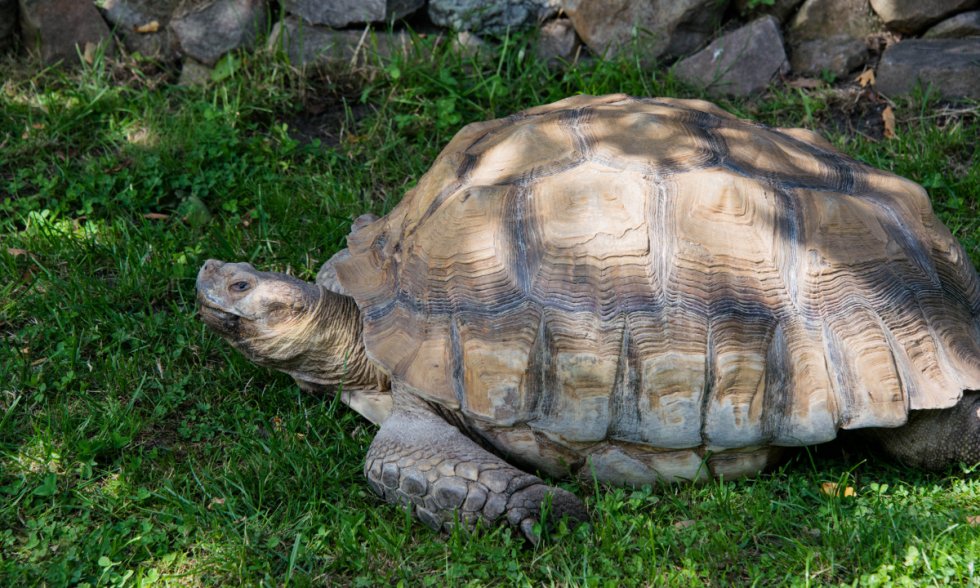 Common Types of Tortoises