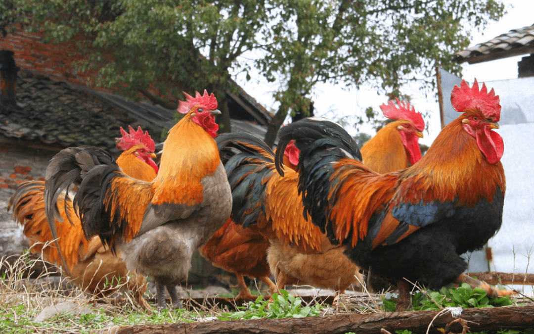 The Best Foods and Vitamins for Your Rooster