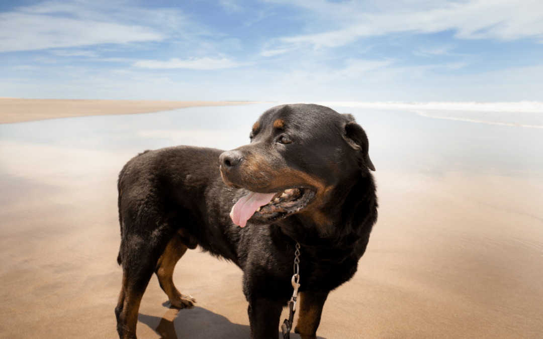 Pros and Cons of Raising a Rottweiler Dog