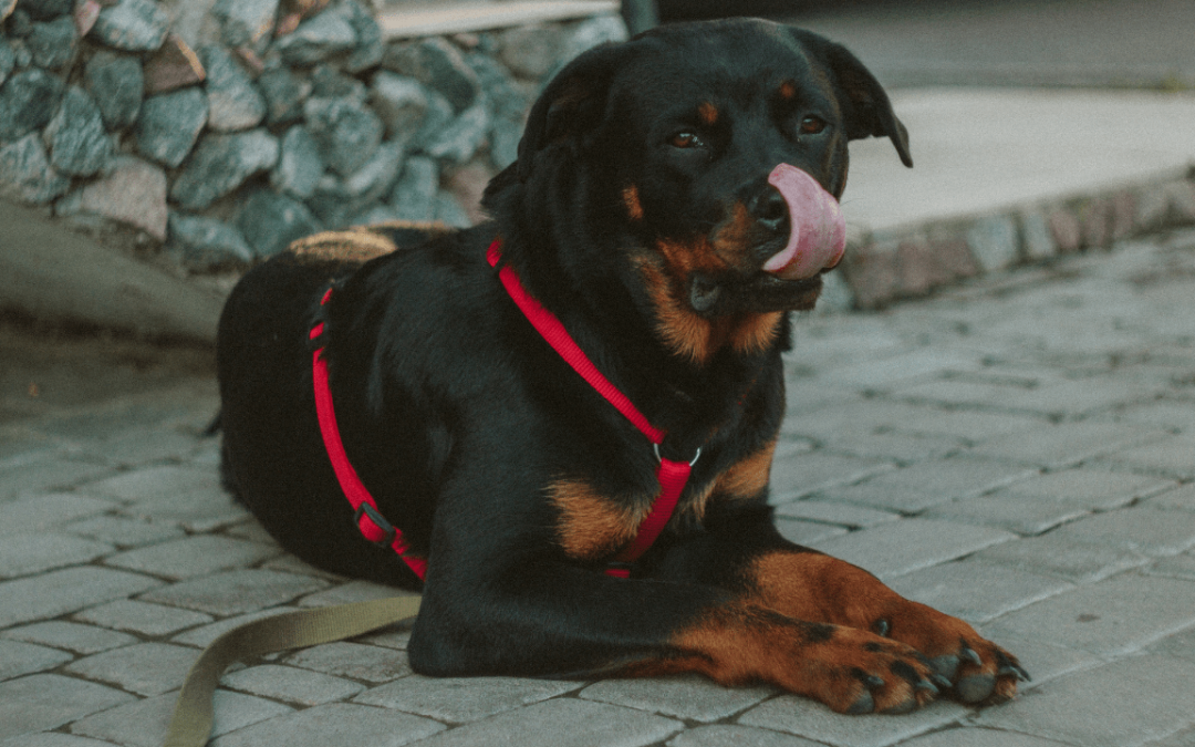 Top Ten Products Rottweiler Owners Must Own