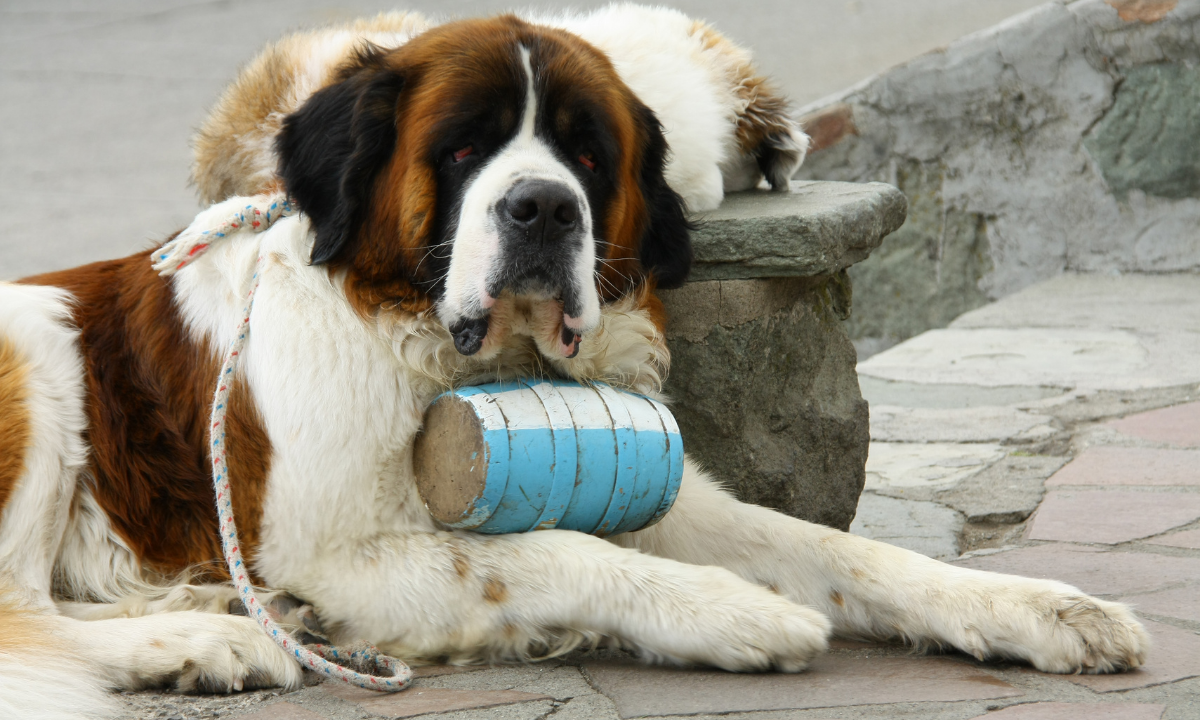 best dry food for saint bernards