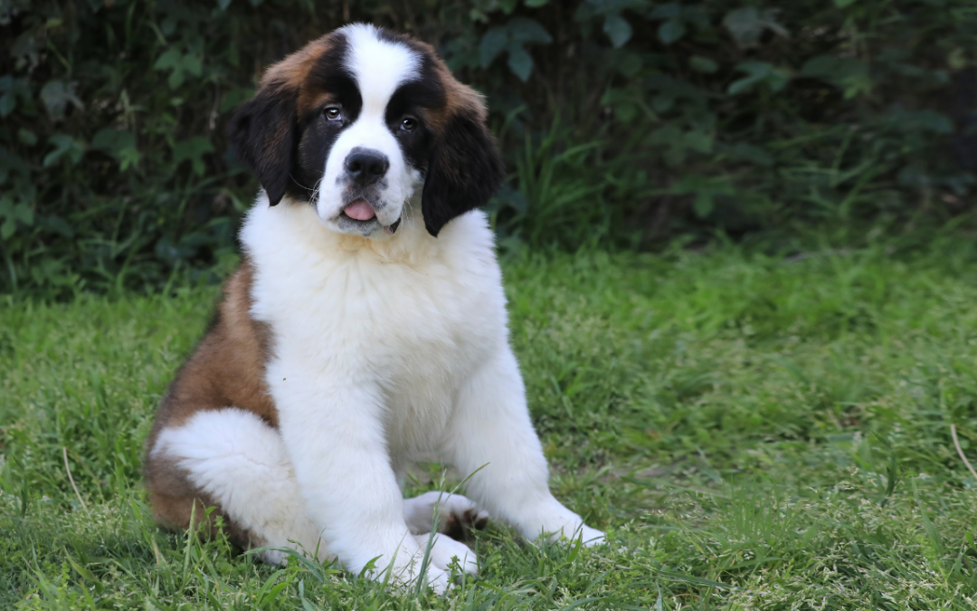 Pros and Cons of Raising a Saint Bernard Dog