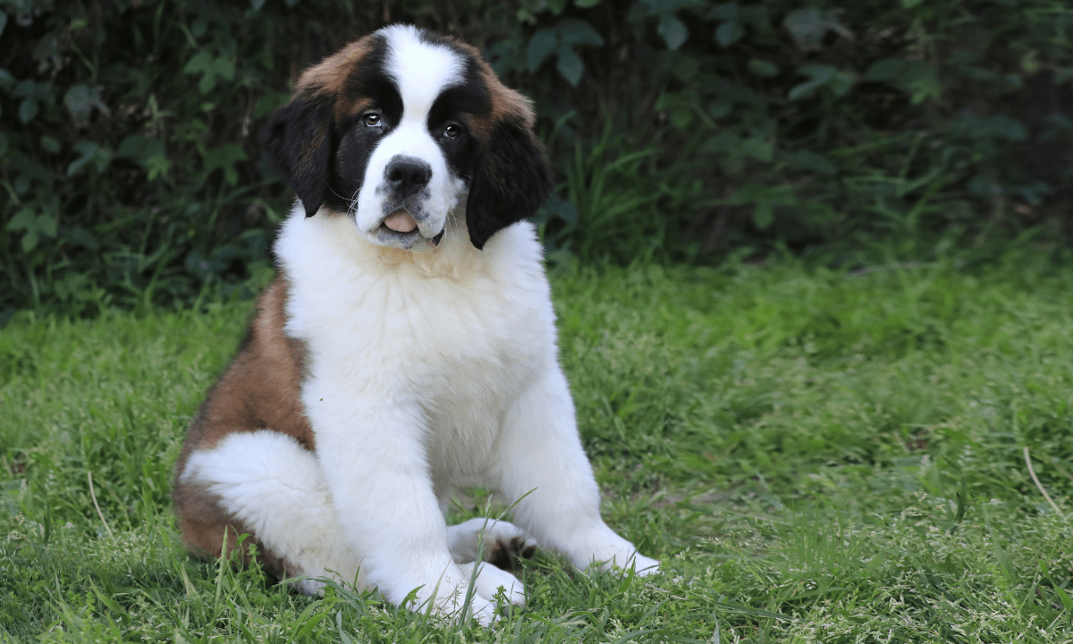 Pros and Cons of Raising a Saint Bernard Dog
