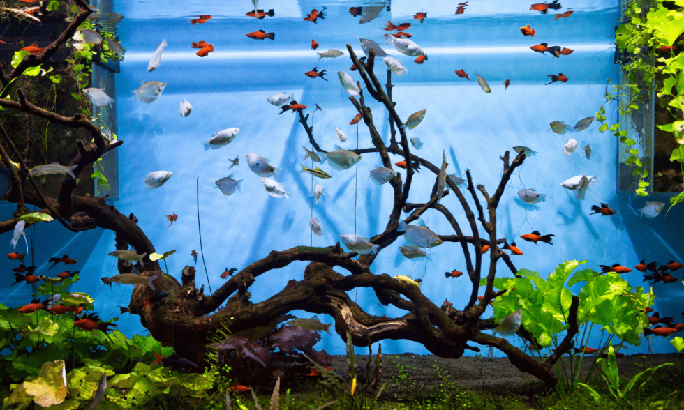 Maintaining a Saltwater Aquarium A Beginner Guide