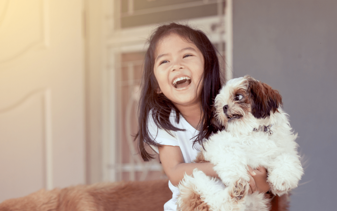 Health Considerations You Should Know About Shih Tzu