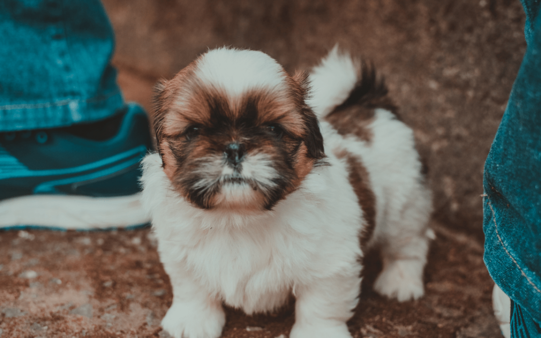 Frequently Asked Questions About Shih Tzu