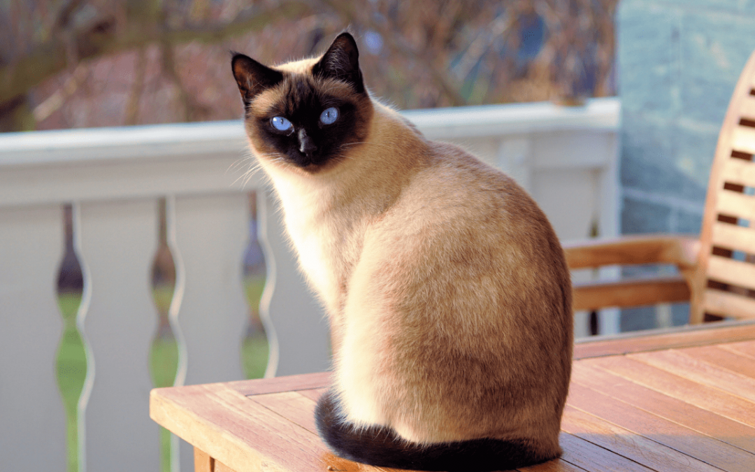 Pros and Cons of Caring for a Siamese Cat