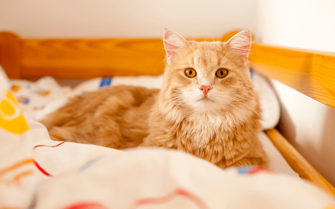 Fun Activities You Have to Try With Your Siberian Cats