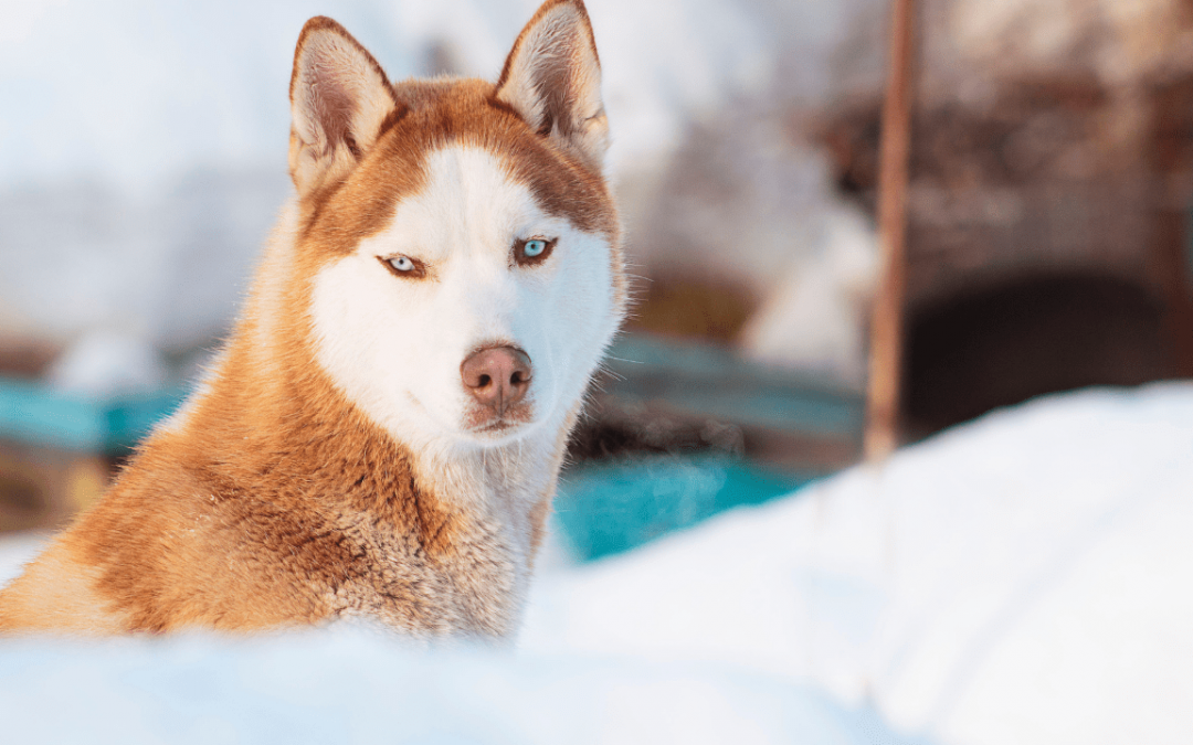 So You Want a Siberian Husky?