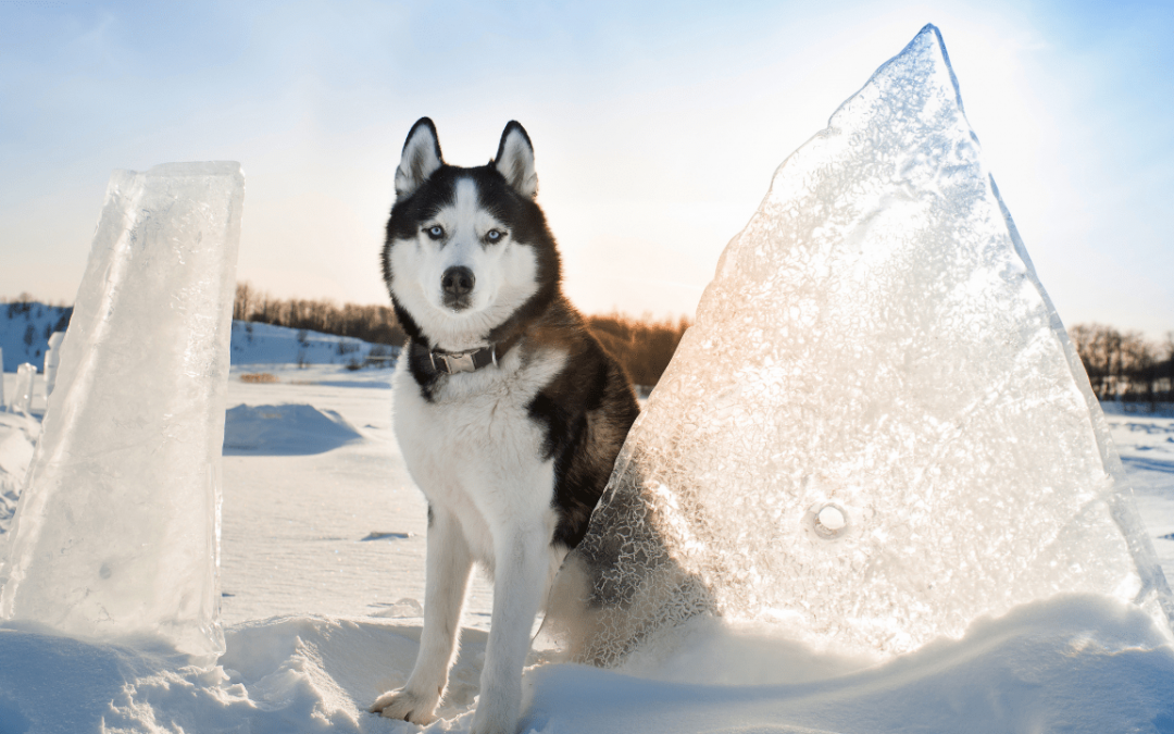 Pros and Cons of Caring for a Siberian Husky