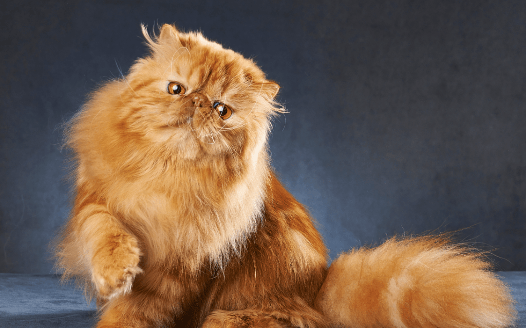 Persian Cat Basic Care Guide and FAQs