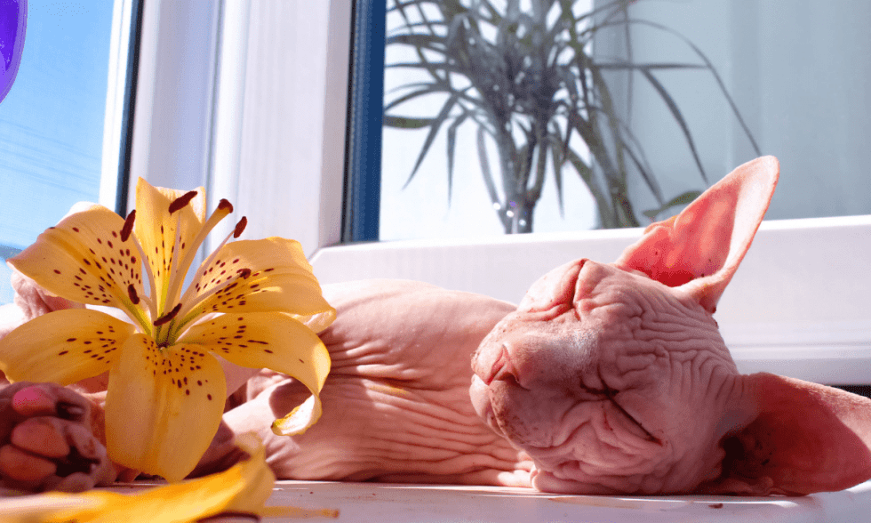 2021 Best Cat Foods and Nutritional Vitamins for Sphynx Cats