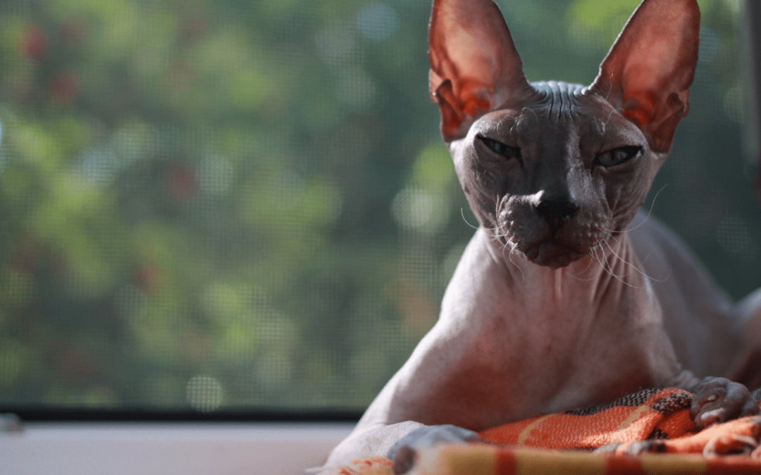 Cat Supplies that are Essential for Sphynx Cats