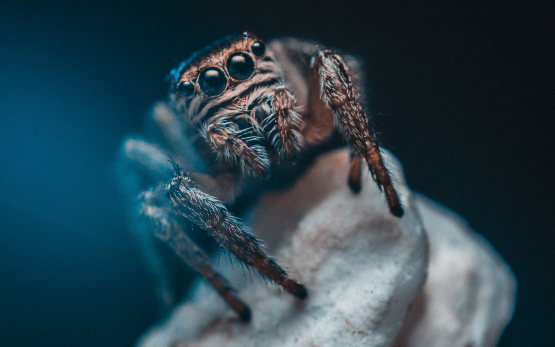 Myths You Often Hear About Tarantula