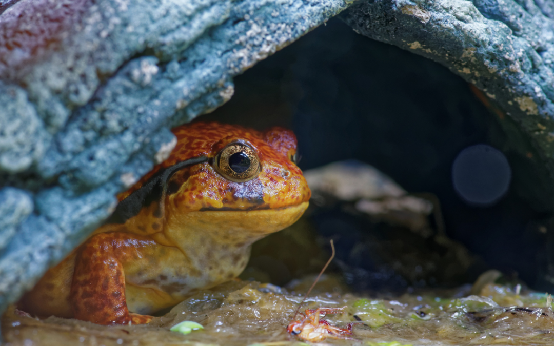 Fascinating Myths About Tomato Frogs